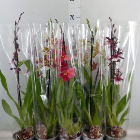 Cambria Orchidea (Mix/1 ágú) 12/60cm