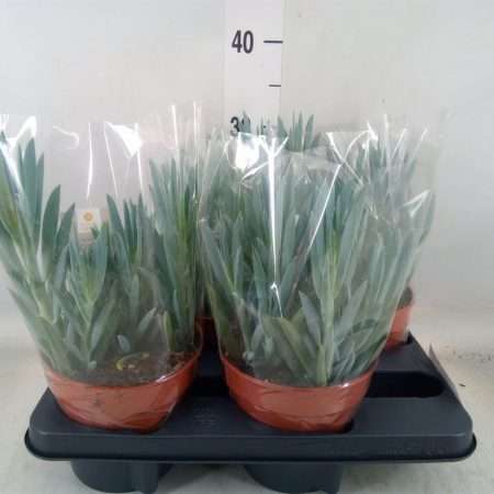 Curio Ficoides- Aggófű (Mount Everest) 15cm