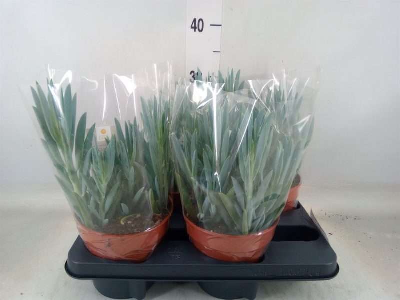 Curio Ficoides- Aggófű (Mount Everest) 15cm