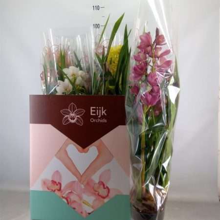 Cymbidium- Csónakorchidea (Mix/4 ágú) 14/75cm