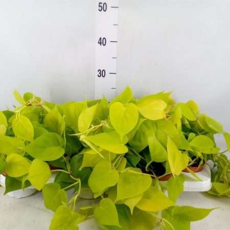 Epipremnum- Szobai futóka (Golden Pothos) 11/15cm