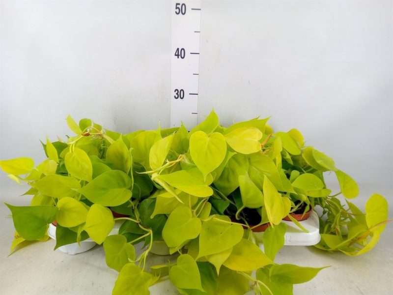 Epipremnum- Szobai futóka (Golden Pothos) 11/15cm