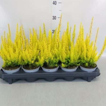Erica arborea- Erika/ Cserjés hanga (Albe) 11/20cm