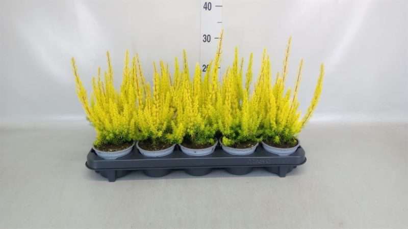 Erica arborea- Erika/ Cserjés hanga (Albe) 11/20cm