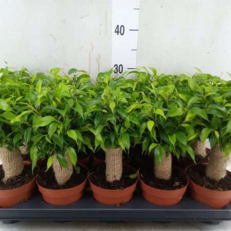 Ficus Benja. (Natasja) 12/30cm