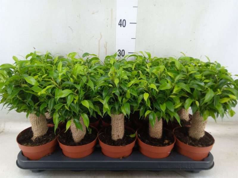 Ficus Benja. (Natasja) 12/30cm