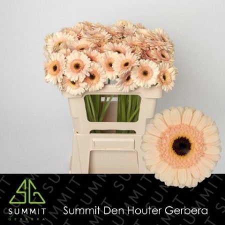 Krém Gerbera (Mini Cafe) 50cm