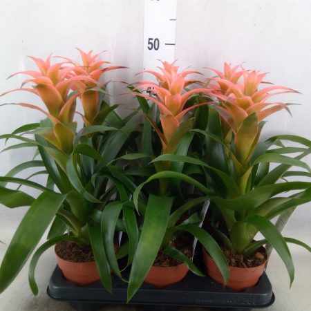 Guzmánia (Melissa) 12/45cm