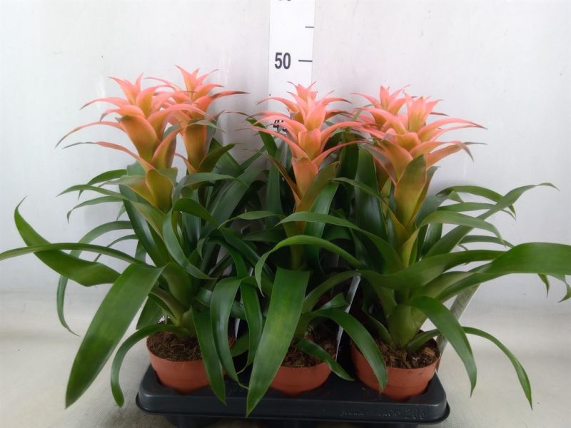 Guzmánia (Melissa) 12/45cm