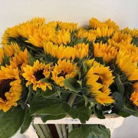 Helianthus- Napraforgó (Sunrich Orange) 80cm