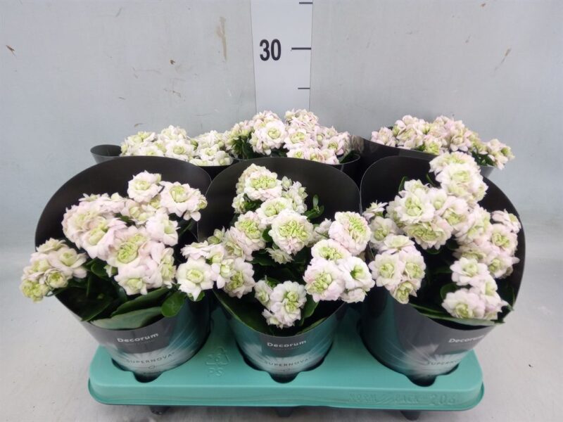 Kalanchoe- Korallvirág (Supernova White) 10,5/28cm NN