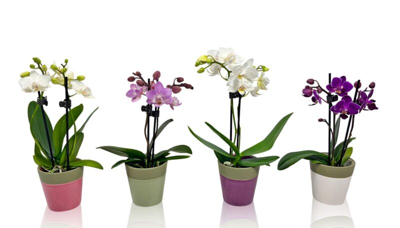 Phalaenopsis- Orchidea (Mini Mix-2ágú) 6/25cm