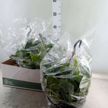 Scindapsus Pictus Argyraeus - (Silvery Ann Hangpot) 19/50cm