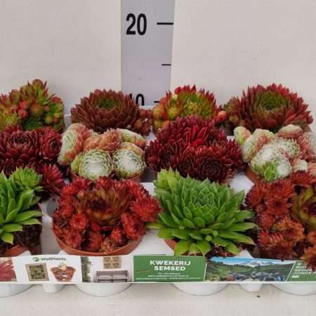 Sempervivum- Kövirózsa 9/12cm