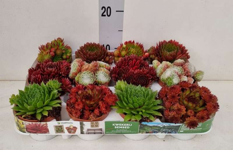 Sempervivum- Kövirózsa 9/12cm