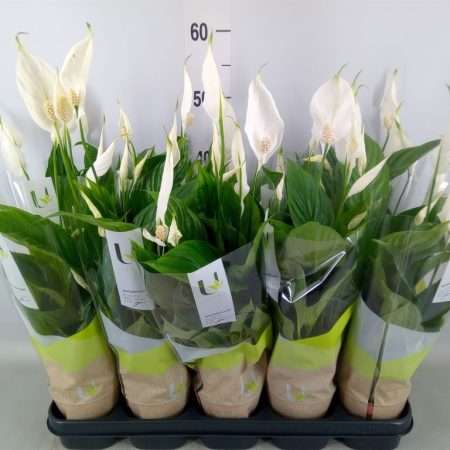 Spathiphyllum- Vitorlavirág (Torelli) 12/40cm