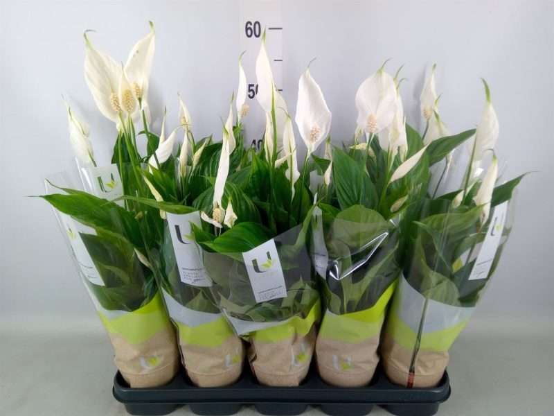 Spathiphyllum- Vitorlavirág (Torelli) 12/40cm