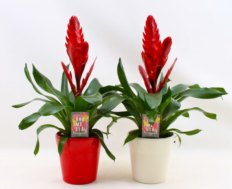 Vriesea (Styles Red/White) 13/45cm