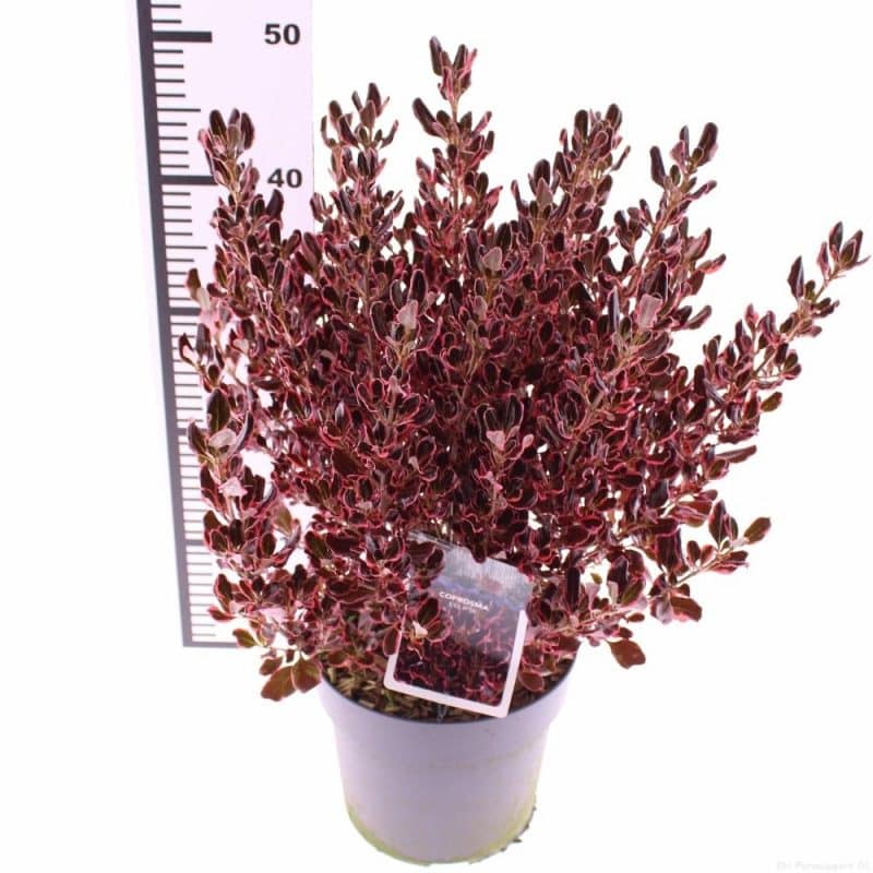 Coprosma repens- Amerikai tükörcserje (Eclipes mix) 19/40cm