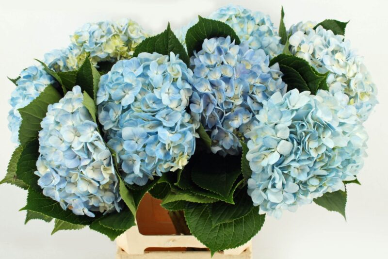 Hydrangea- Hortenzia (Soeur Therese Blue) 65cm