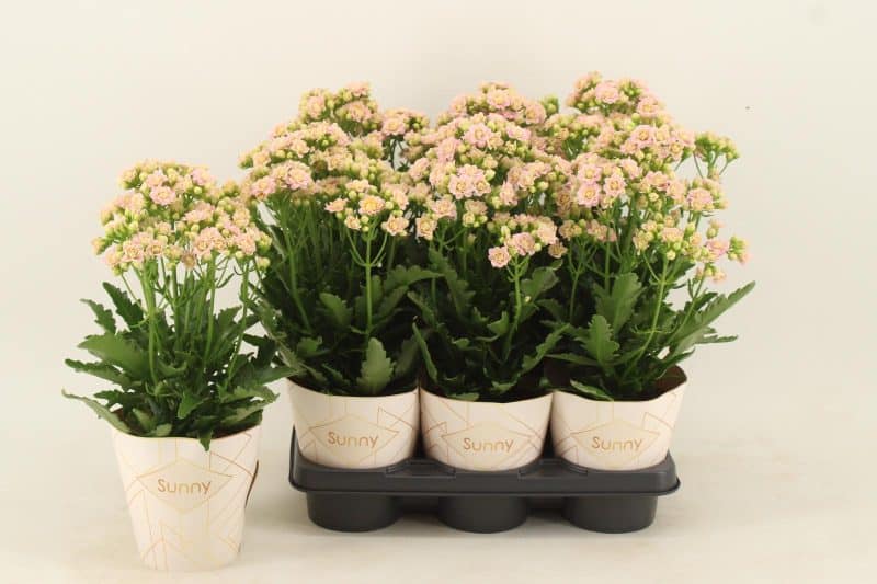 Kalanchoe- Korallvirág (Sunny Pink) 14/40cm