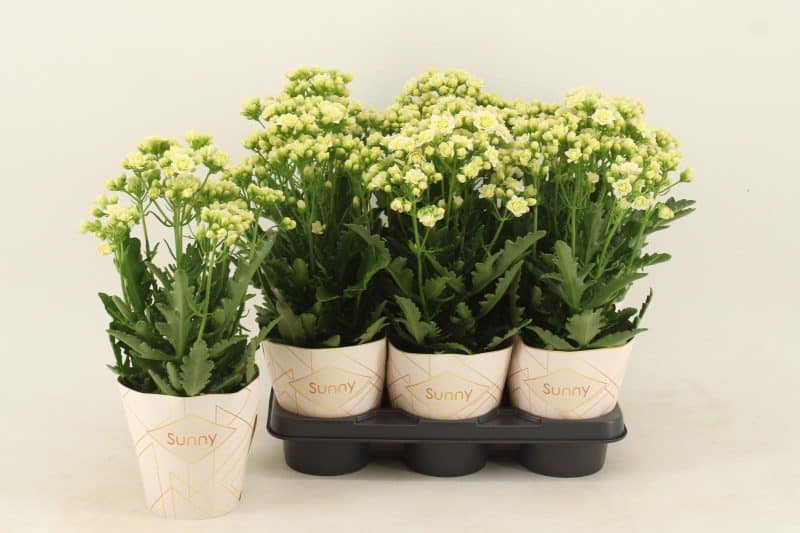 Kalanchoe- Korallvirág (Sunny White) 14/40cm