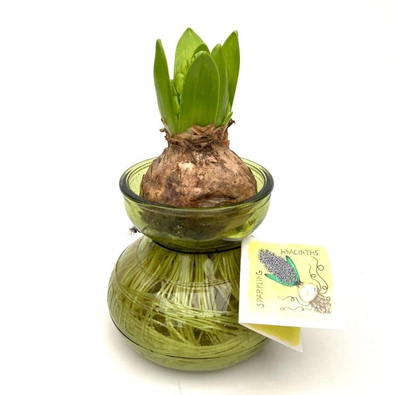 Hyacinthus Orientalis- Jácint (Glass) 10cm