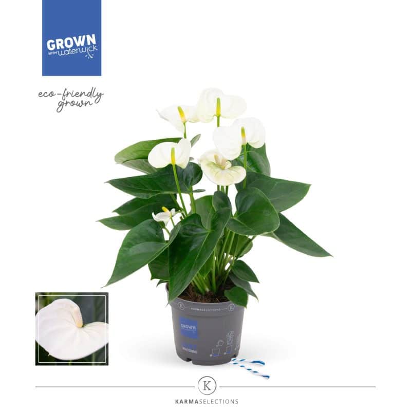 Anthurium- Flamingó (Karma White) 12/43cm