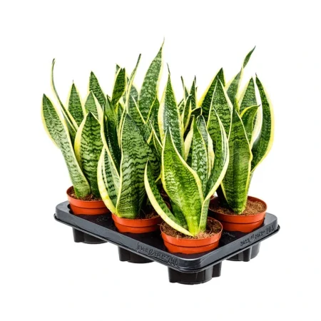 Sansevieria trifasciata- Szobai anyósnyelv (Mix) 12/35cm