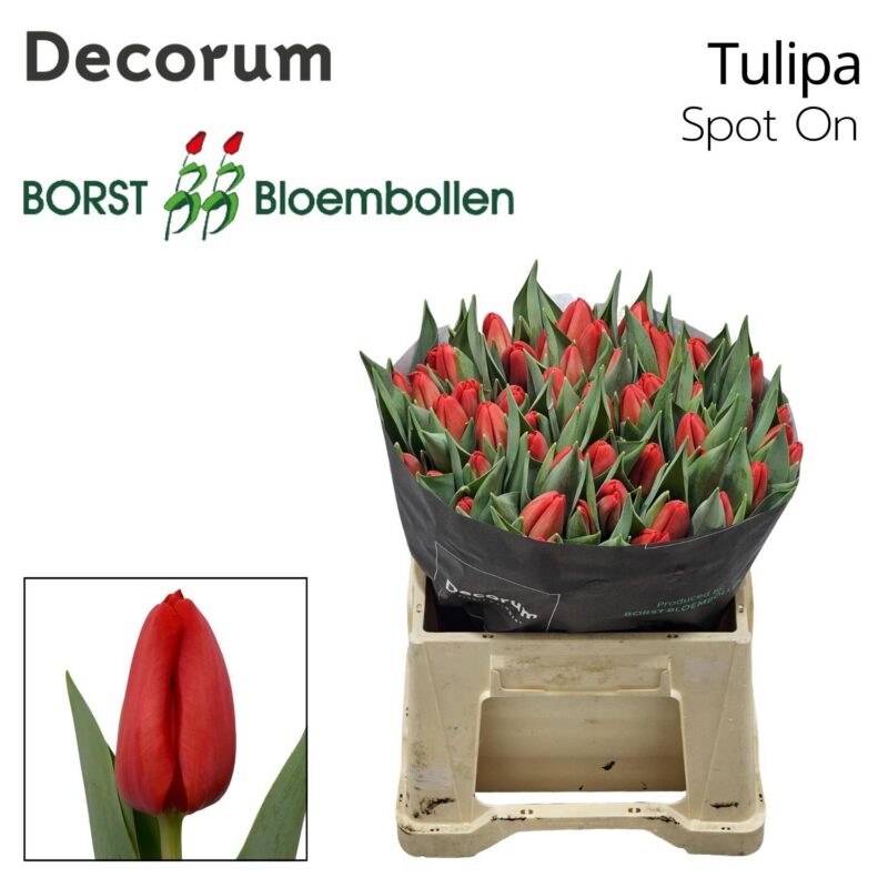 Piros Tulipán (EN Spot On) 36 cm NN