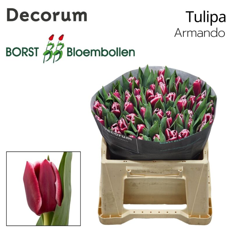 Tulipán (EN Akmando) 38cm NN