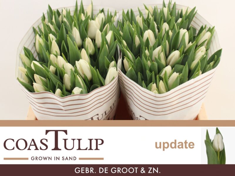 Fehér Tulipán (EN Update) 38 cm NN