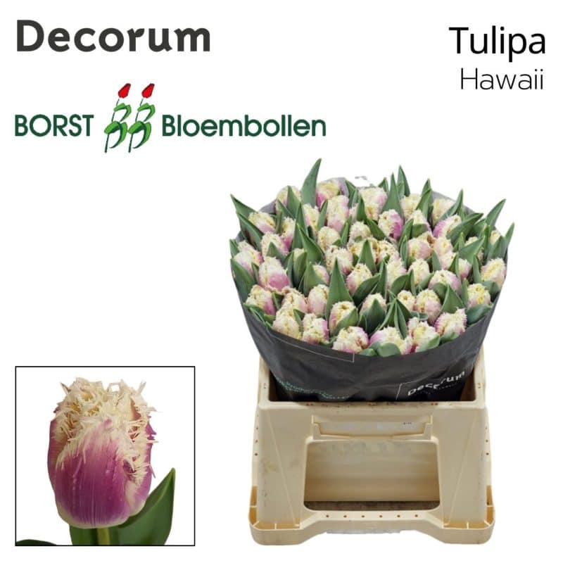 Lila/KrémTulipán (FR Hawaii) 40 cm