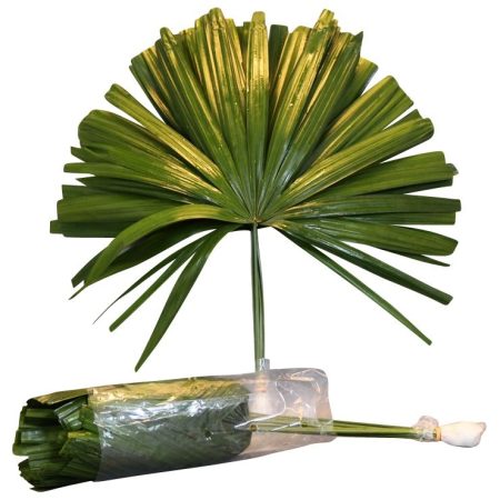 Chamaerops Leaf- Lószőrpálma 50 cm