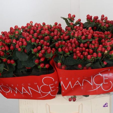 Piros Hypericum (True Romance) 60cm