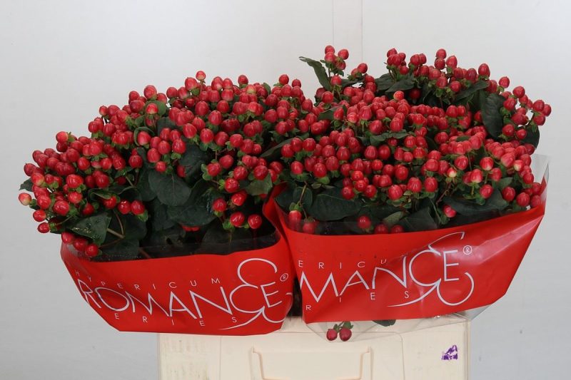 Piros Hypericum (True Romance) 60cm