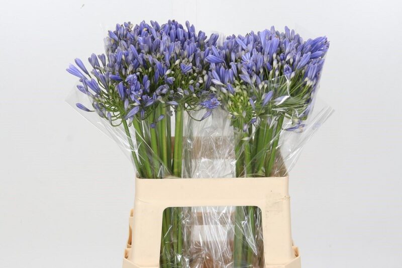 Agapanthus- Szerelemvirág (Blue Heaven) 60cm