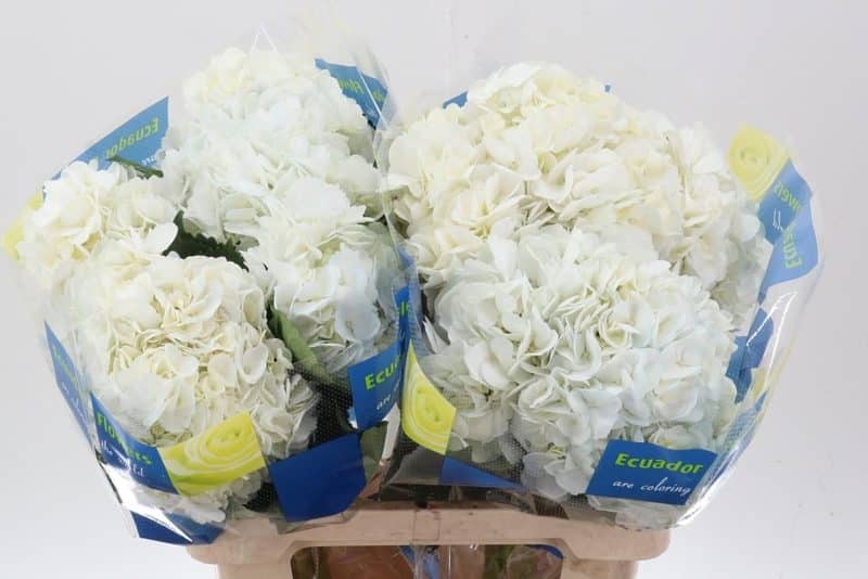 Hydrangea- Hortenzia (Dyed White) 60cm