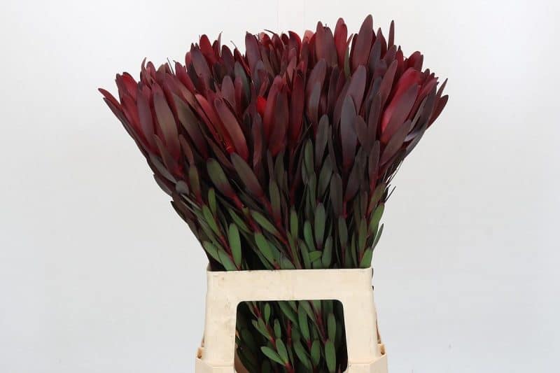 Leucadendron (Safari Sunset) 70cm