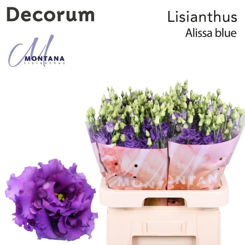 Lila Lisianthus (Double Alissa Blue) 70cm