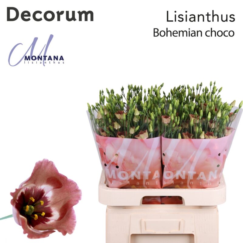 Barack Lisianthus (Single Bohemian Choco) 70cm