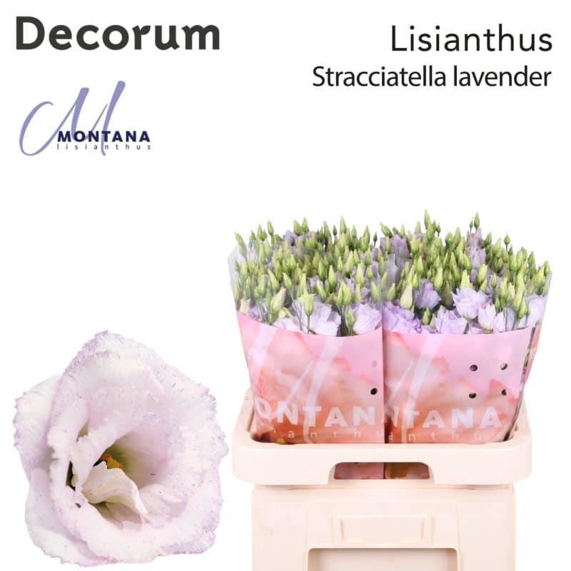 Lila Lisianthus (Double Stracciate Levander) 70cm