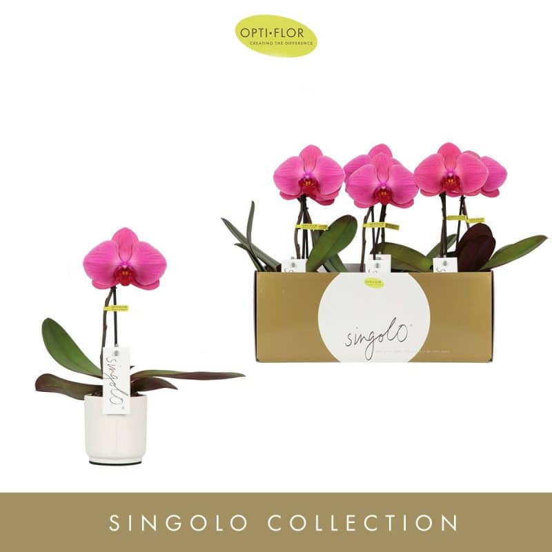 Phalaenopsis- Orchidea (Singolo-1ágú) 9/40cm