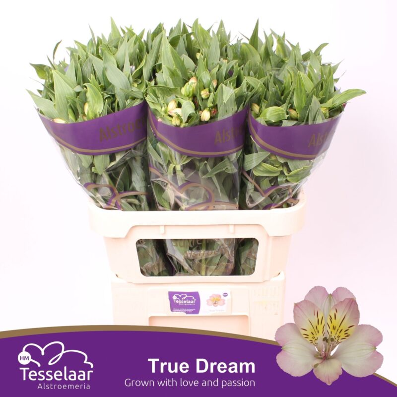 Alstroemeria (True Dream)- Fehér/Rózsaszín 75cm/90g NN