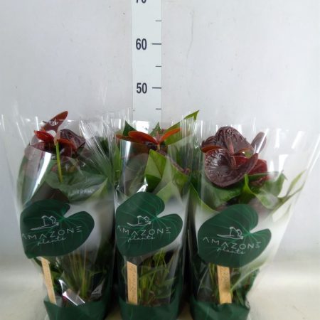 Anthurium- Flamingó (Essencia) 12/35cm