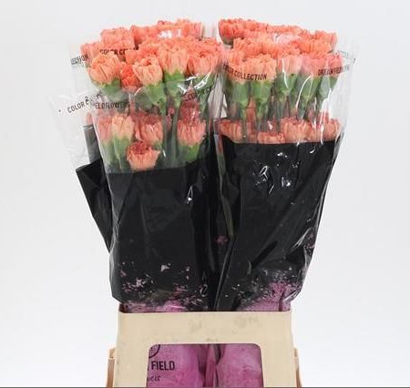 Narancs Szegfű (COL Hermes Orange) 65cm