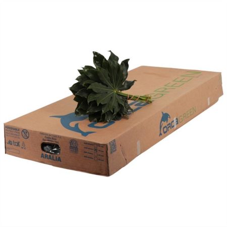 Aralia Fatsia japonica 30cm