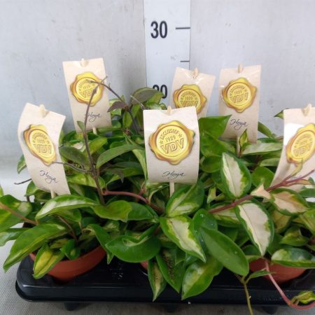 Hoya- Viaszvirág (Tricolor) 12/20cm