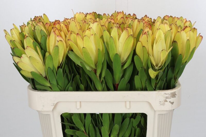 Leucadendron (Safari Goldstrike) 70cm