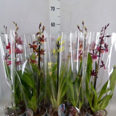 Cambria- Orchidea (Mix 1 ágú) 12/50cm
